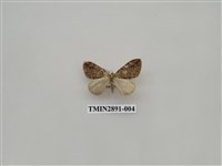藏品(尺蛾624)的圖片